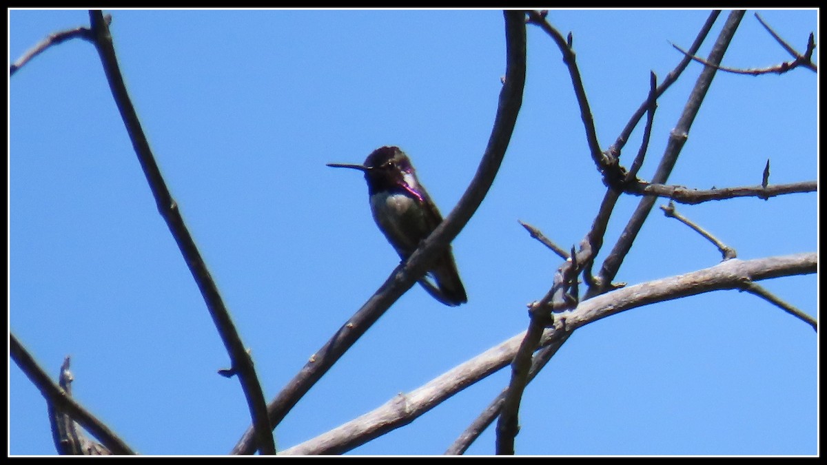 Costa's Hummingbird - ML619316202
