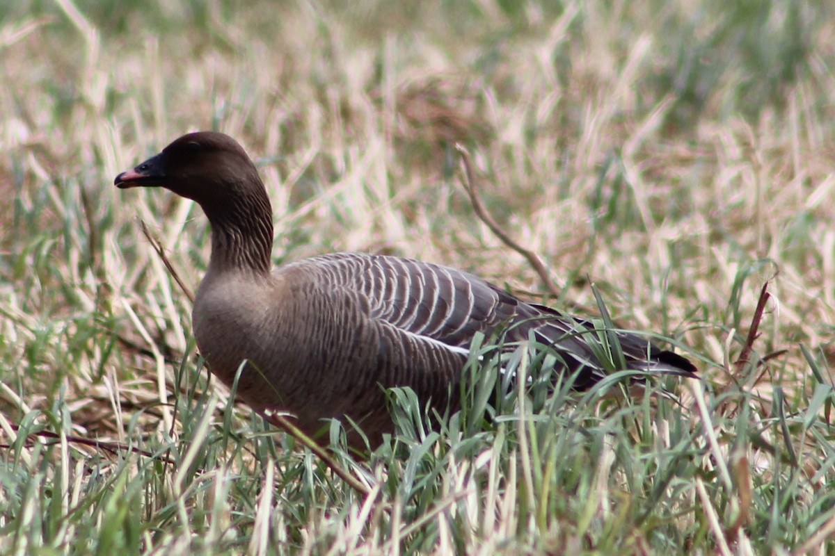 Pink-footed Goose - ML619316234