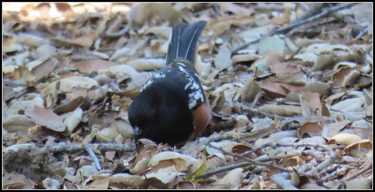 Spotted Towhee - ML619316283