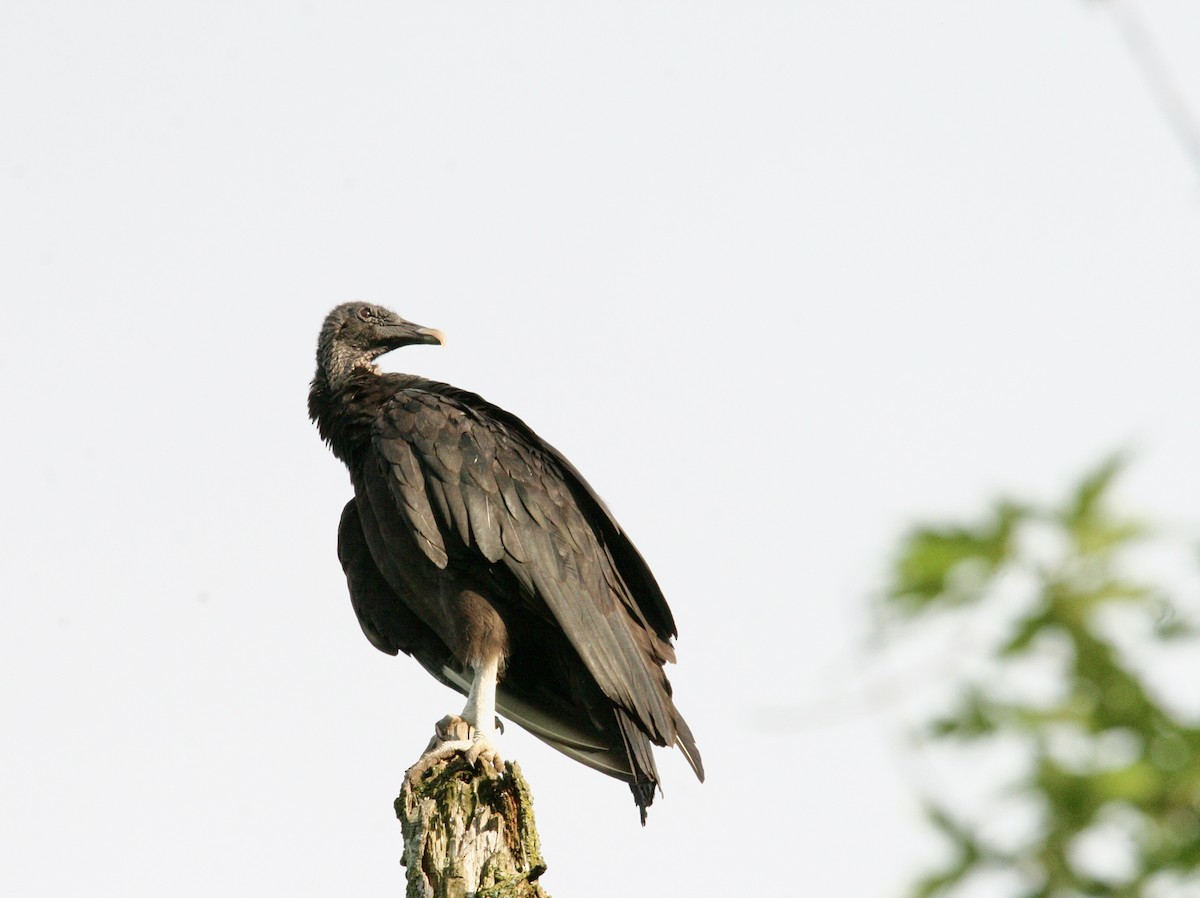 Black Vulture - ML619316294