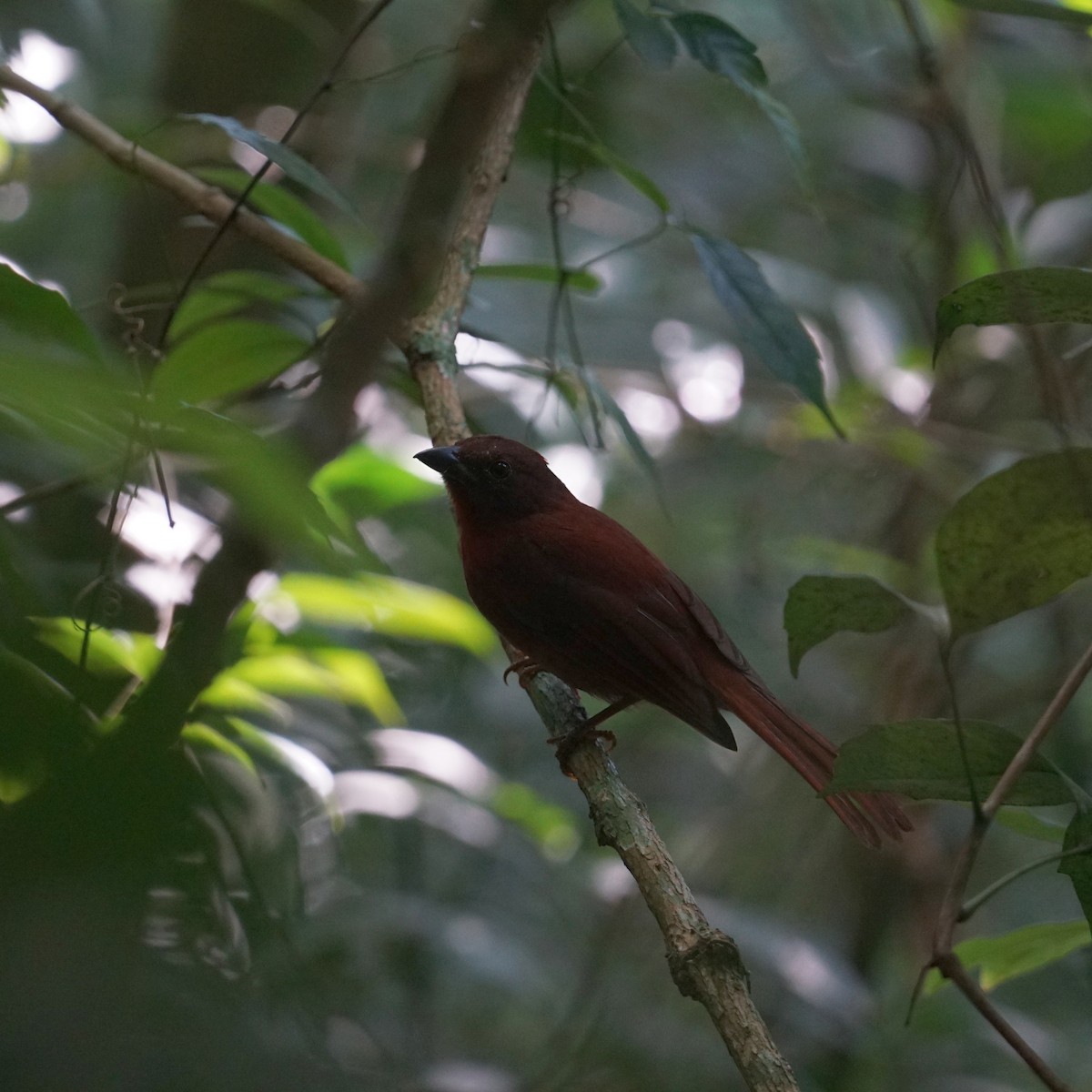 Red-crowned Ant-Tanager - ML619316344