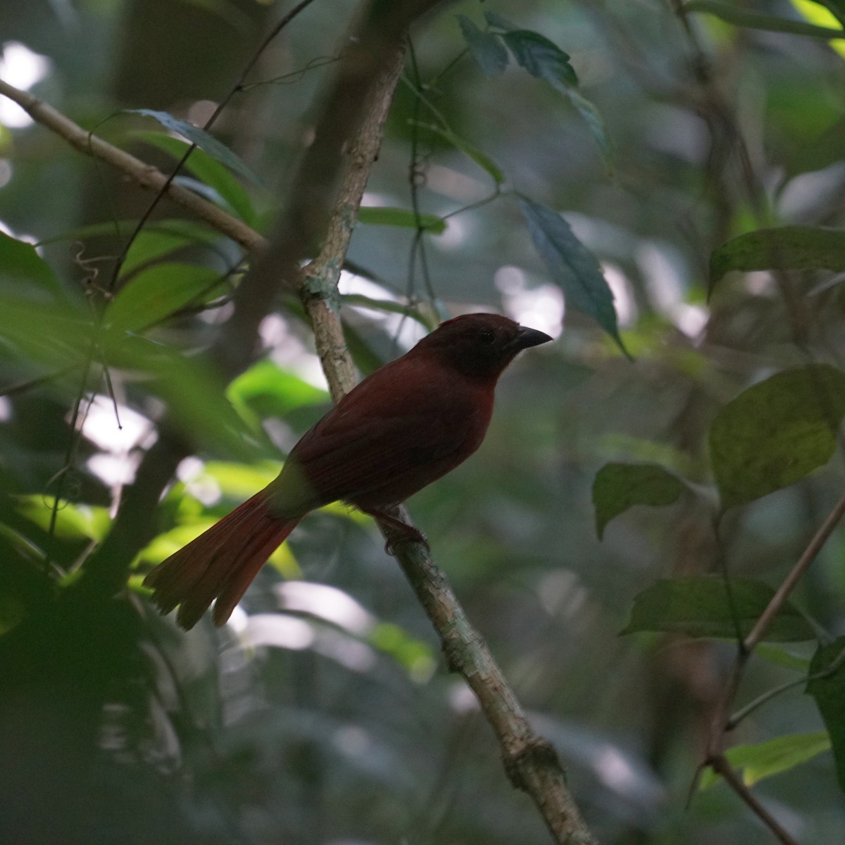 Red-crowned Ant-Tanager - ML619316345