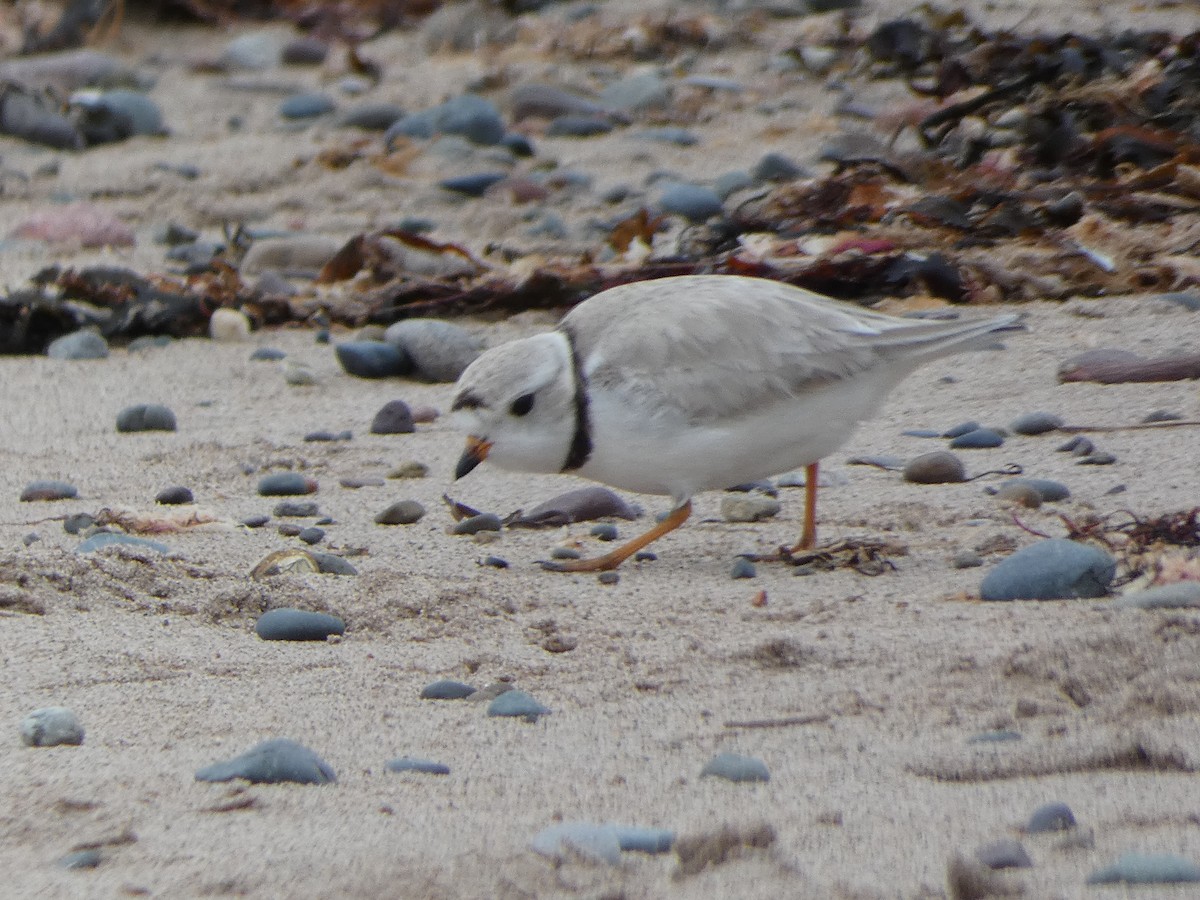 Piping Plover - ML619316356