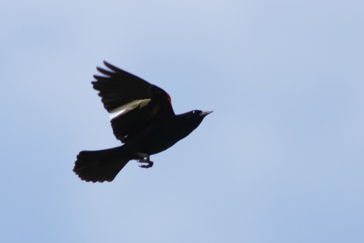 Red-winged Blackbird - ML619316369