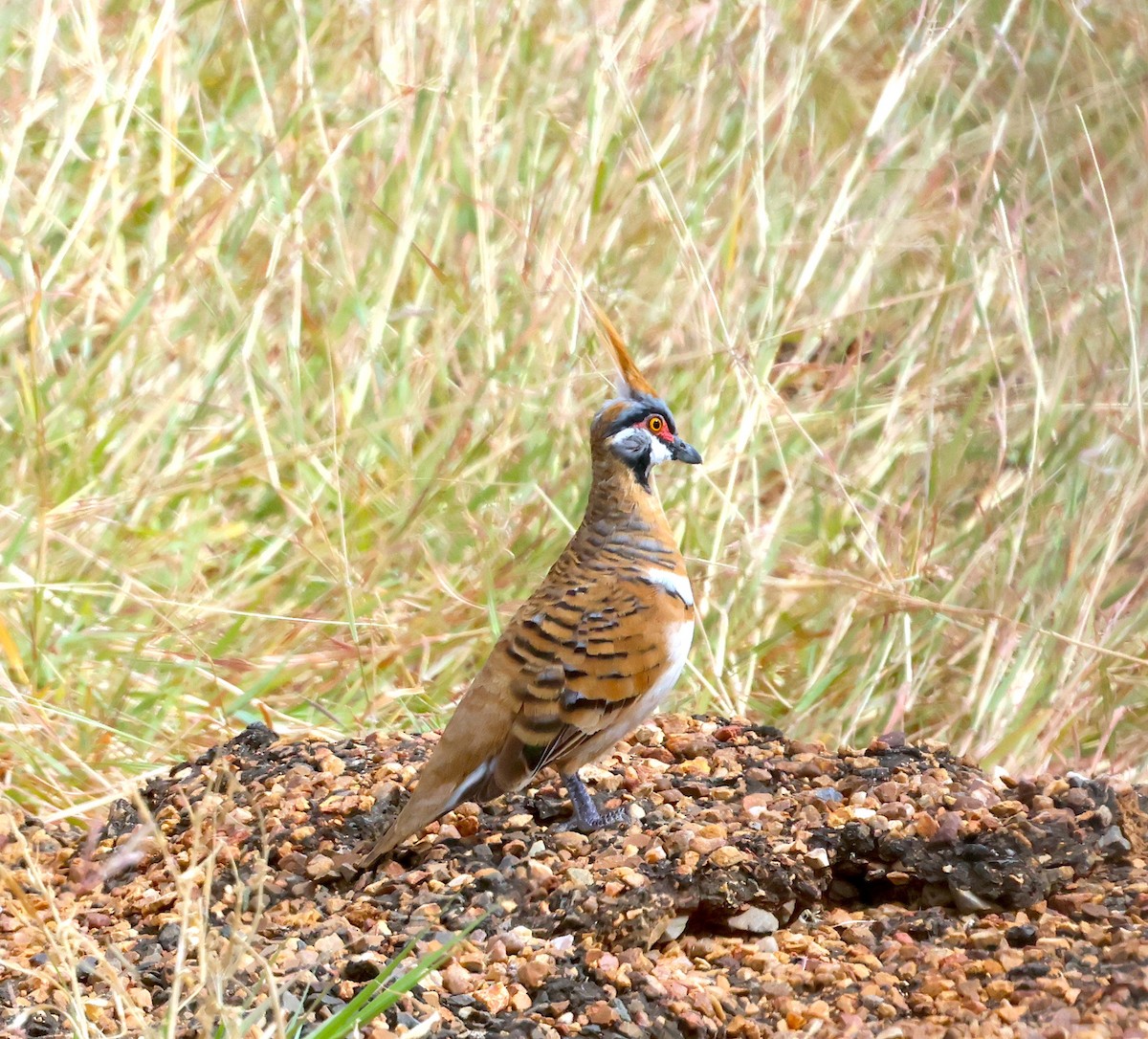 Spinifex Pigeon - ML619316379