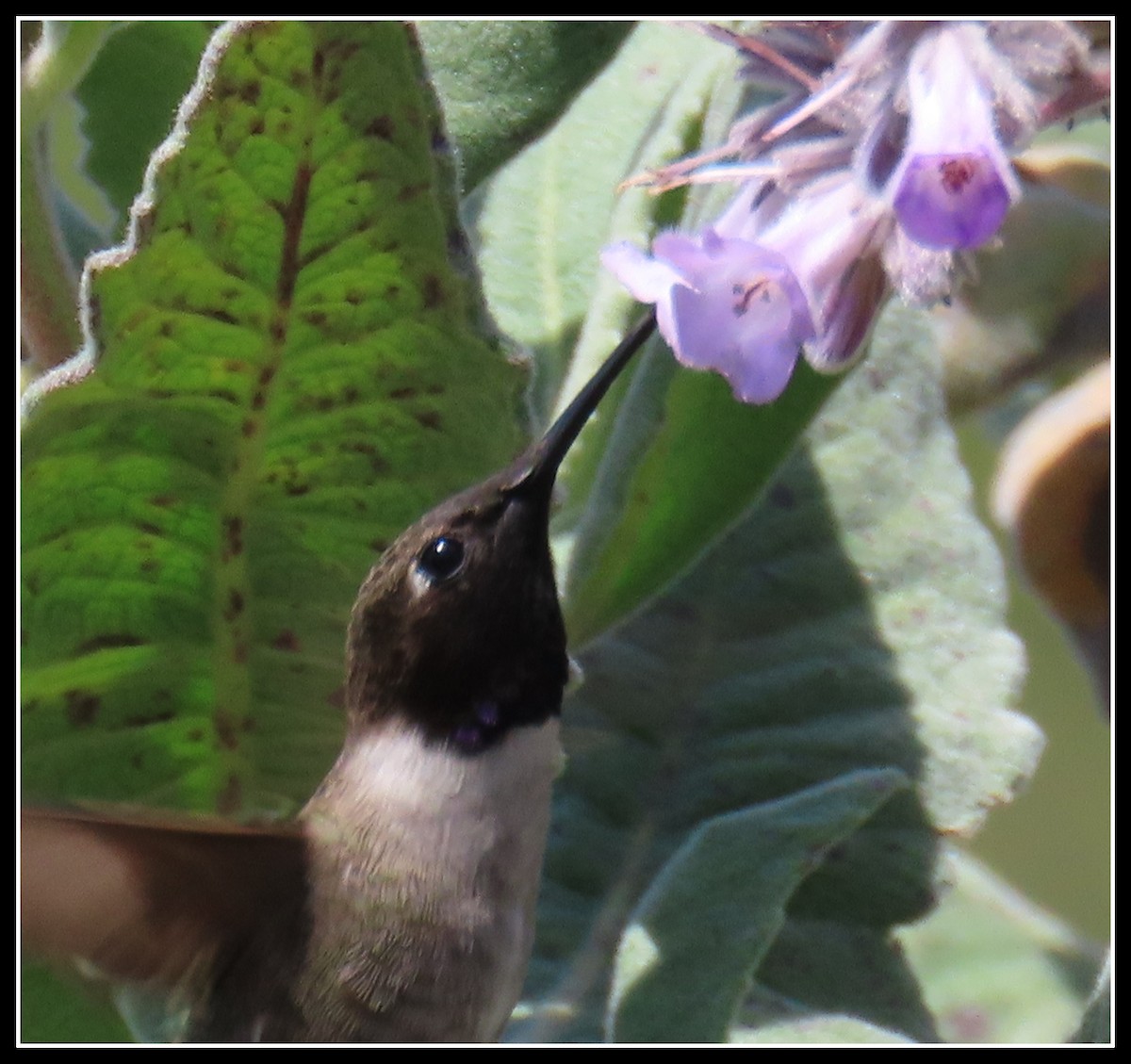 Black-chinned Hummingbird - ML619316444