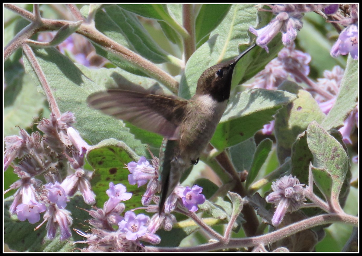 Black-chinned Hummingbird - ML619316447