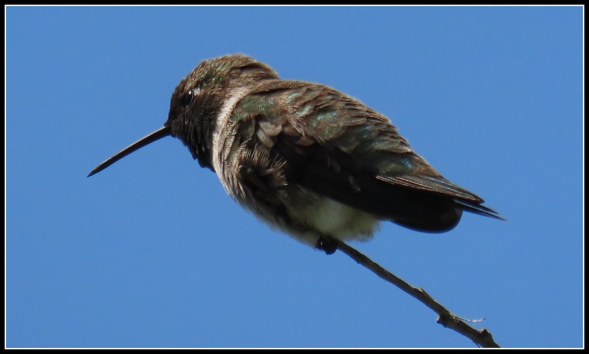 Black-chinned Hummingbird - ML619316468