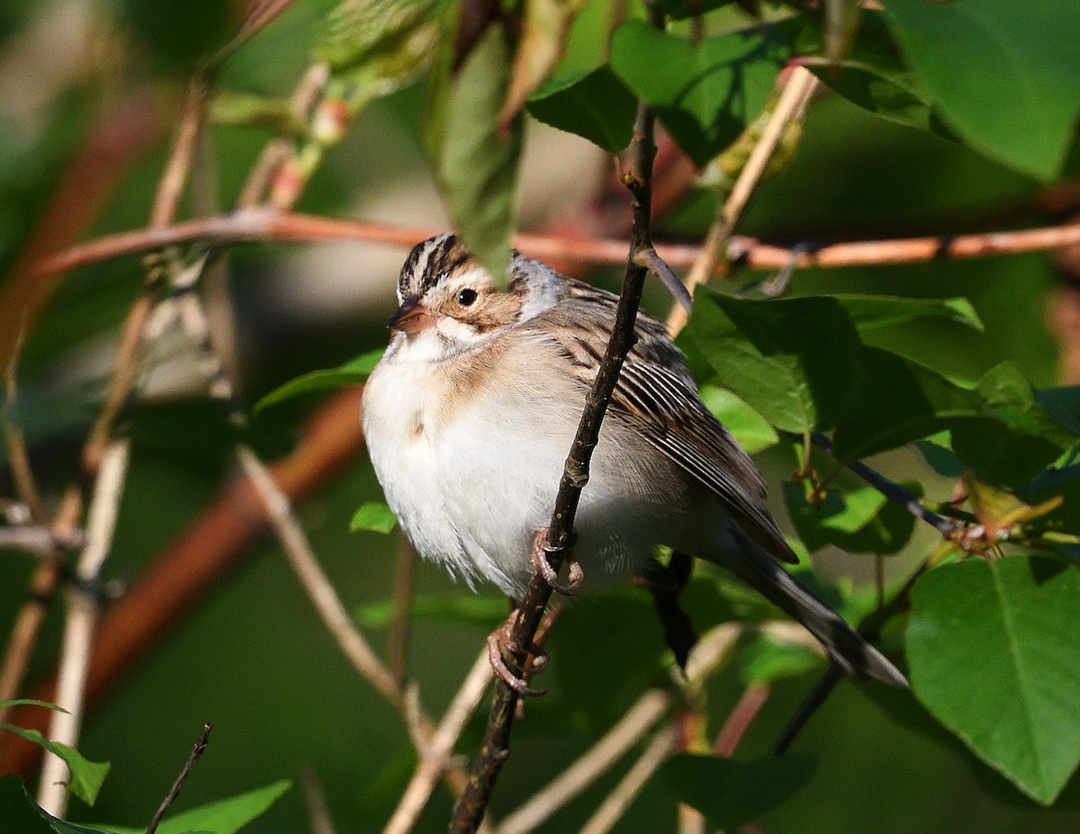 Clay-colored Sparrow - ML619316535