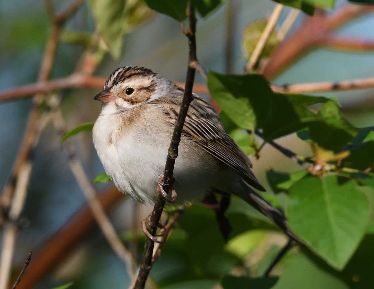 Clay-colored Sparrow - ML619316536