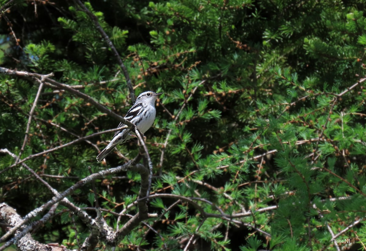 Black-and-white Warbler - ML619316546