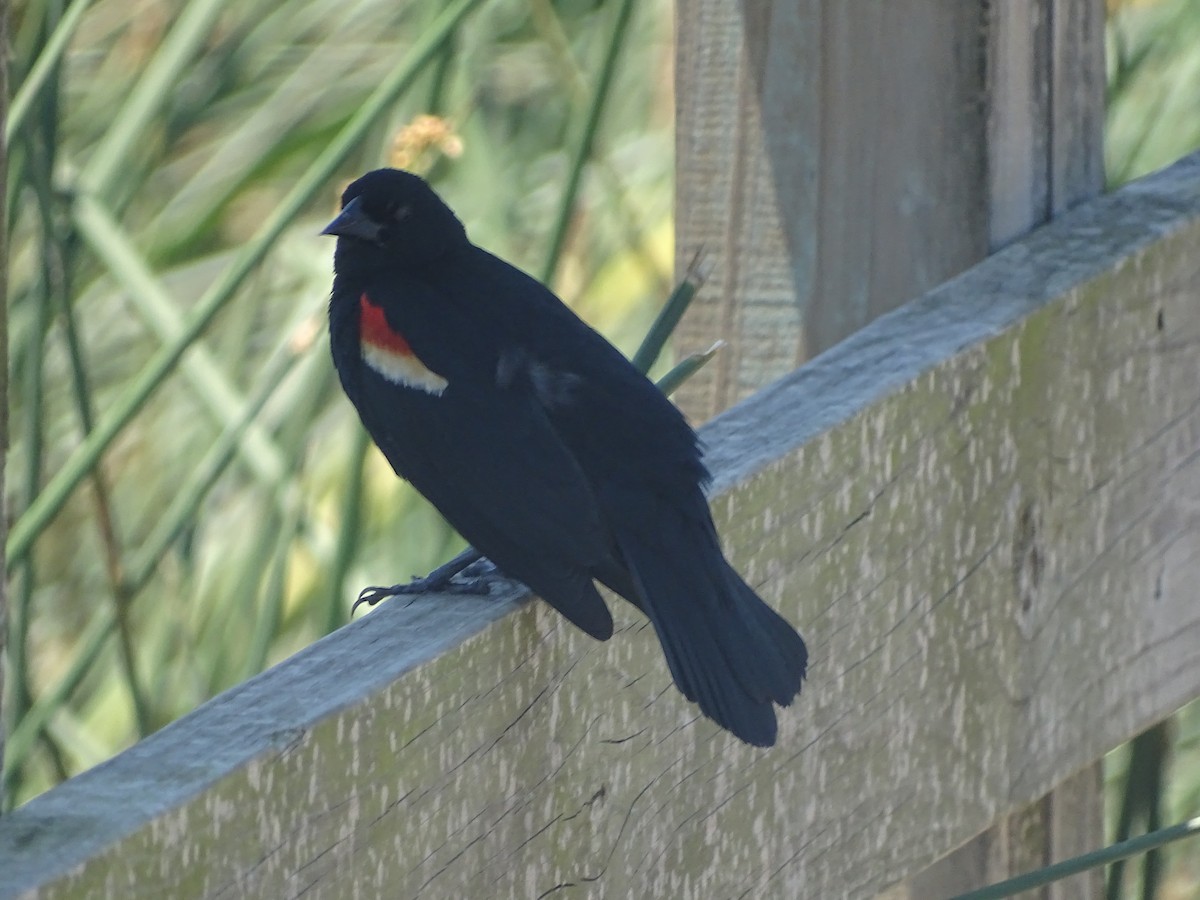 Red-winged Blackbird - ML619316554
