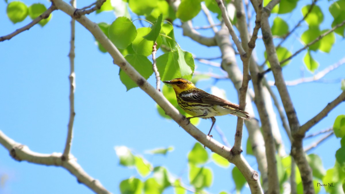Cape May Warbler - ML619316560