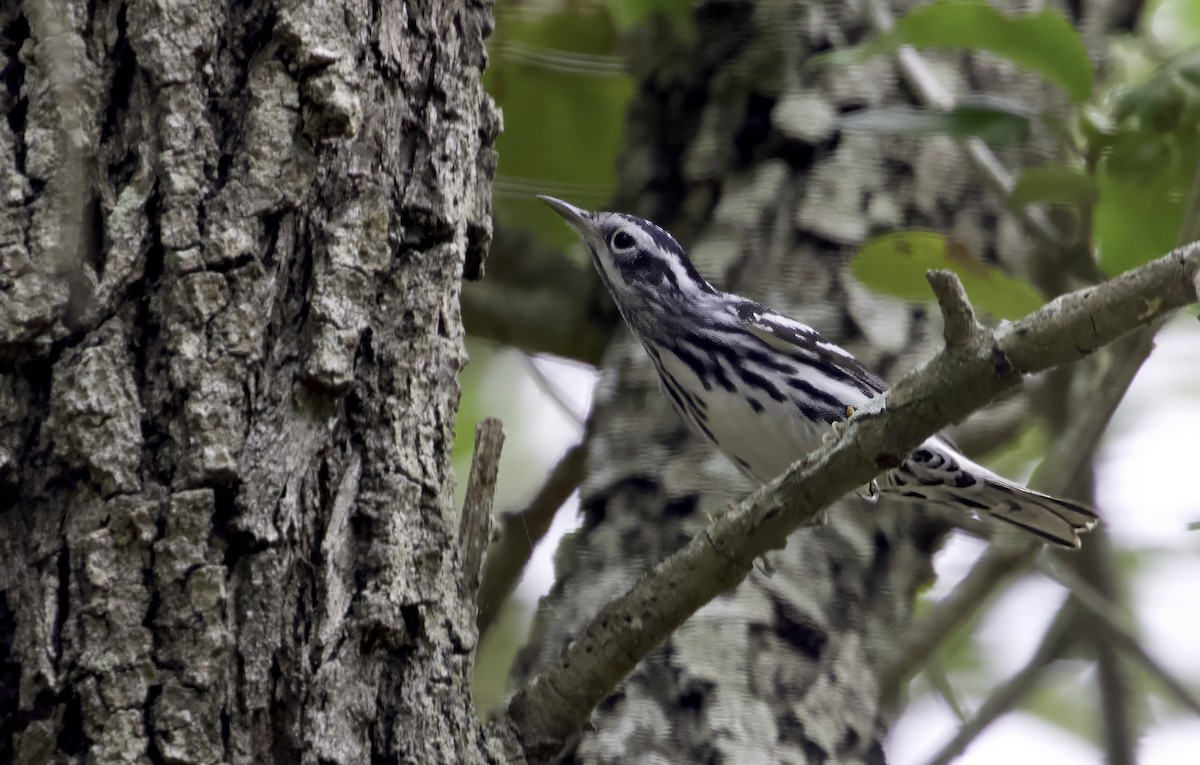 Black-and-white Warbler - ML619316570