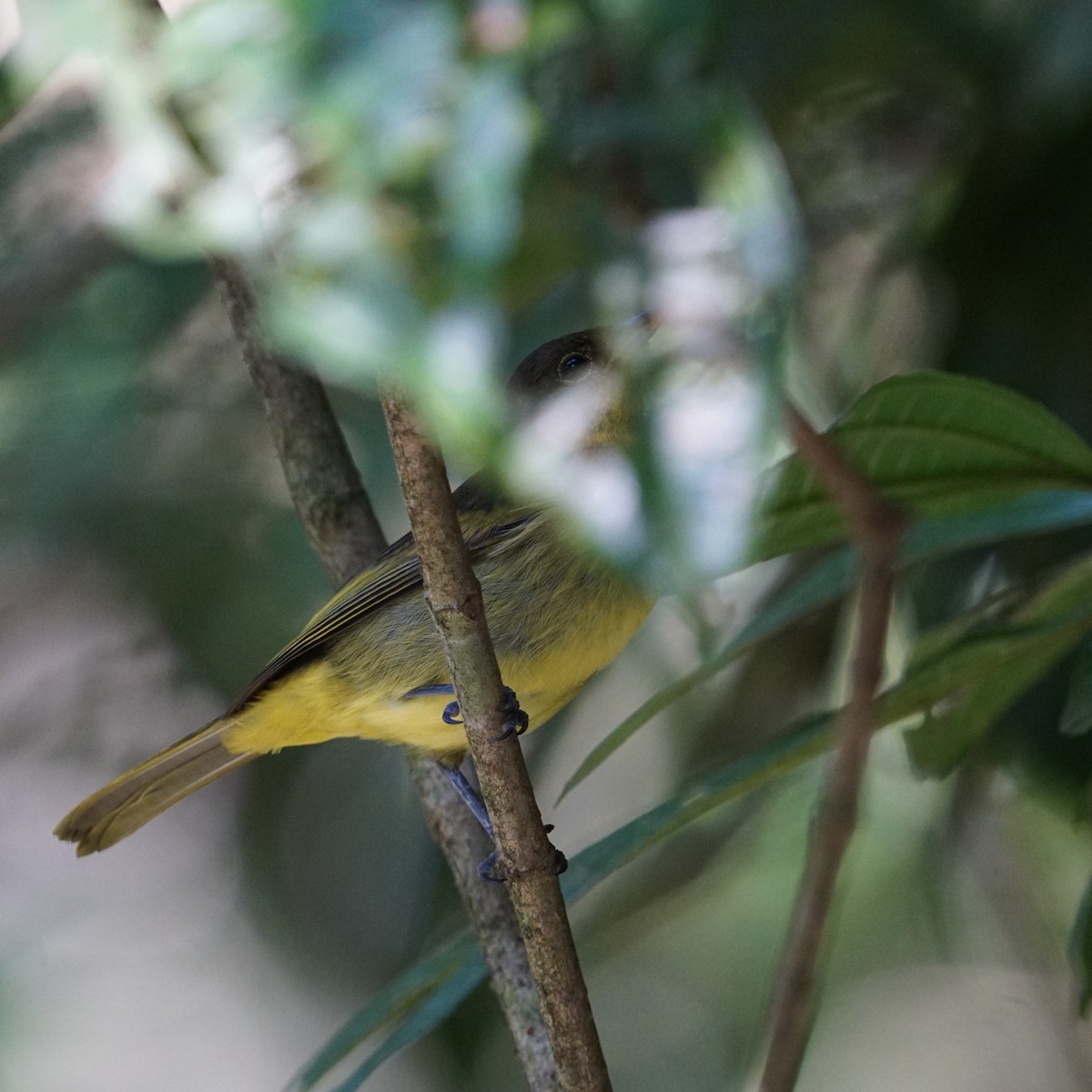 Yellow-backed Tanager - ML619316605