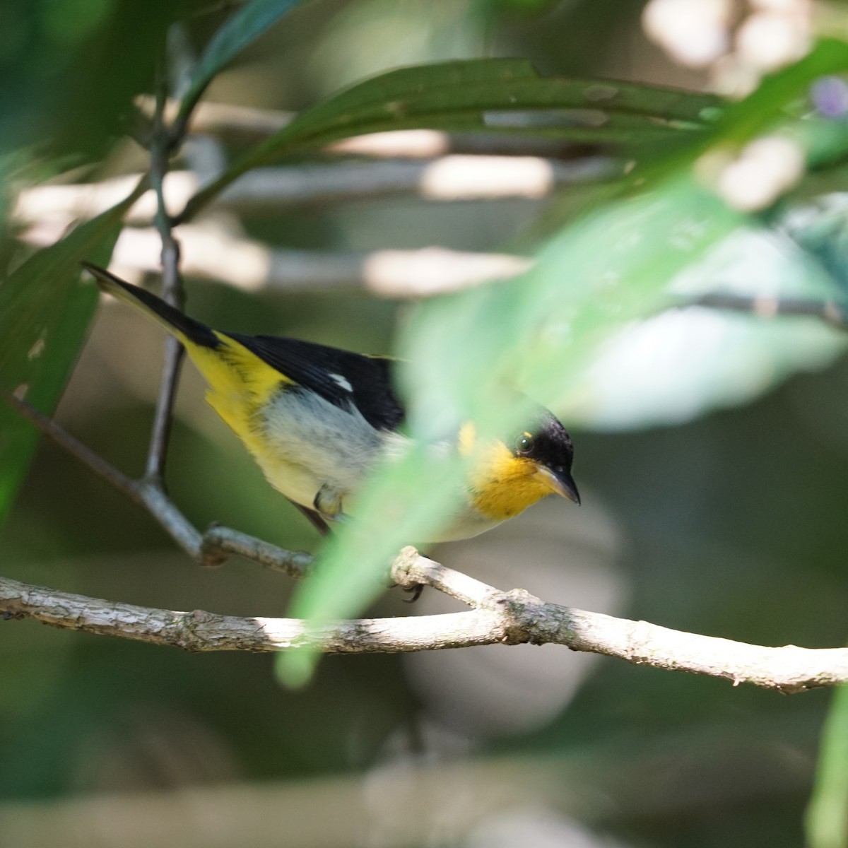 Yellow-backed Tanager - ML619316606