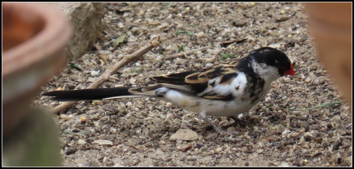 Pin-tailed Whydah - ML619316637