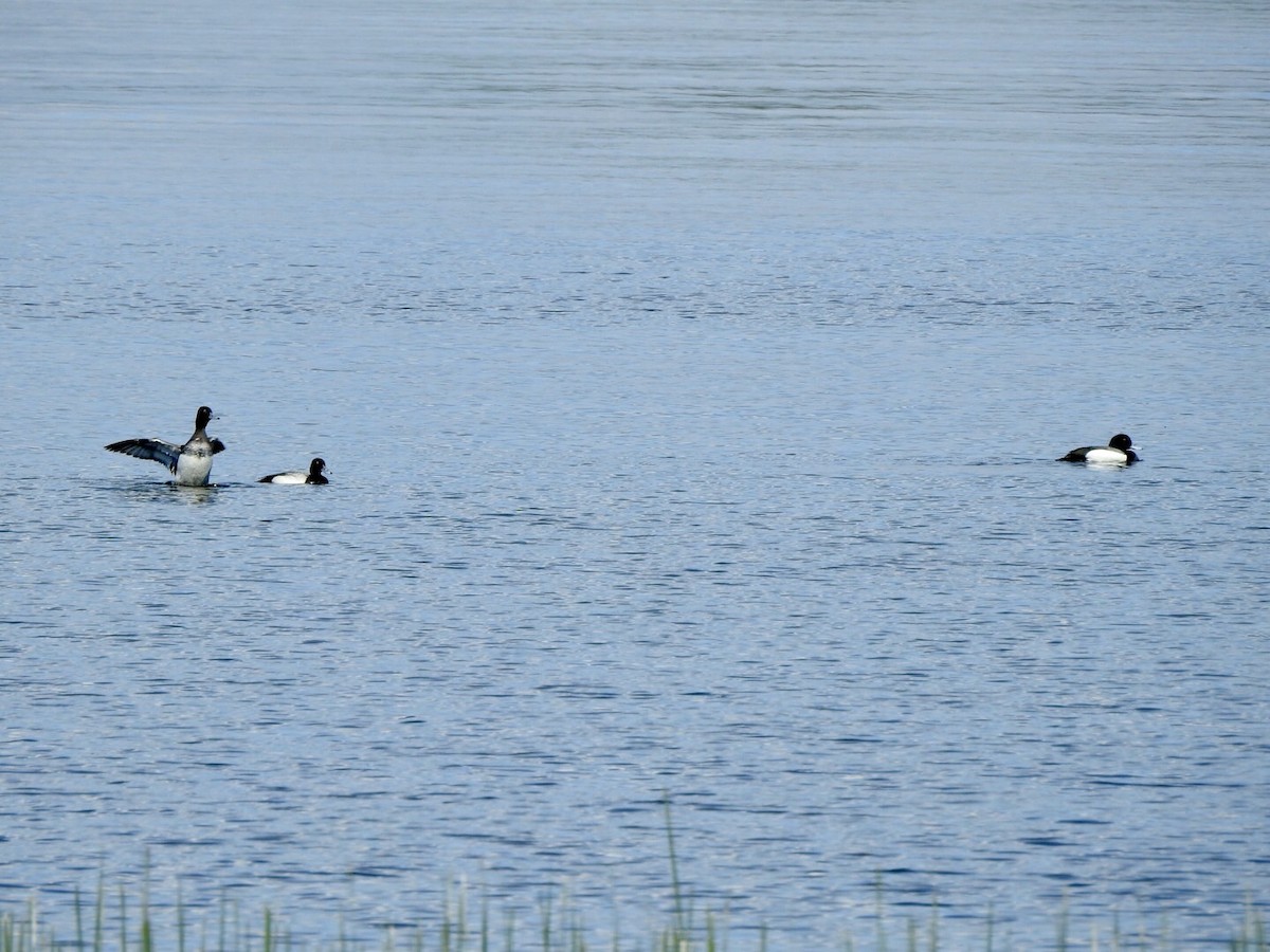 Greater Scaup - ML619316690