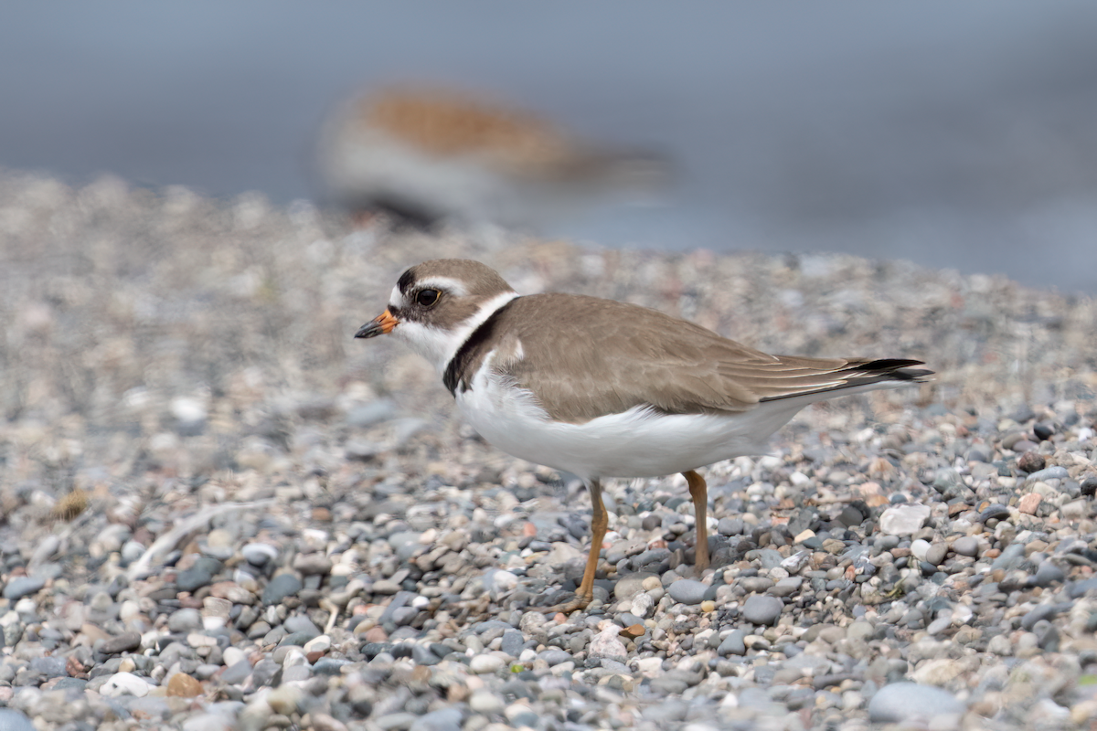 Semipalmated Plover - ML619316694