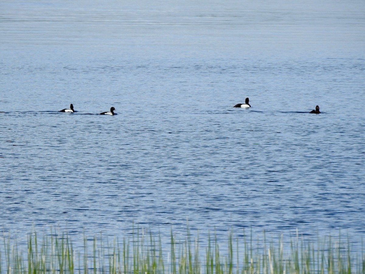 Greater Scaup - ML619316697