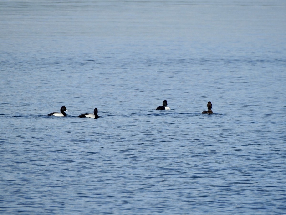 Greater Scaup - ML619316709