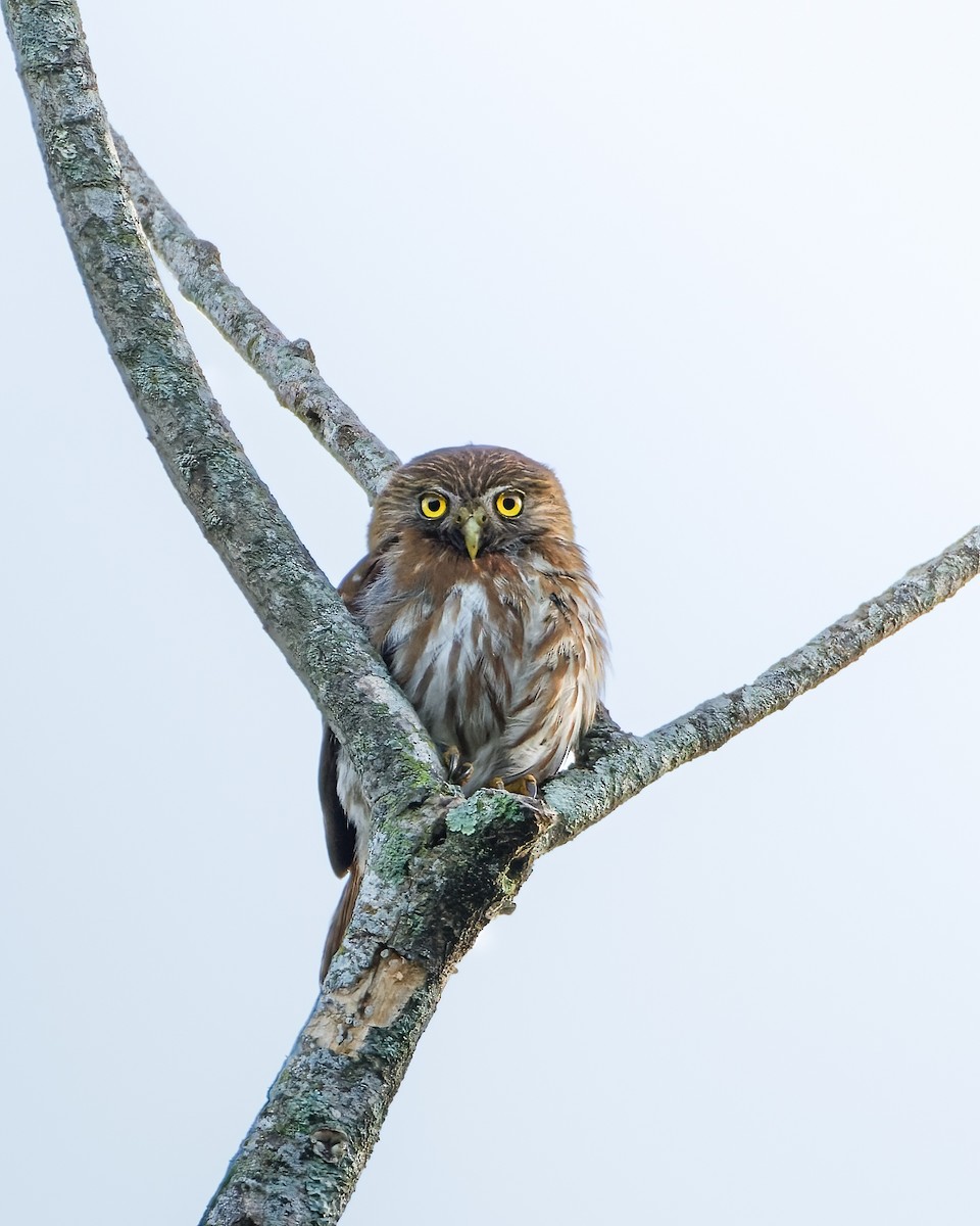 Ferruginous Pygmy-Owl - ML619316777