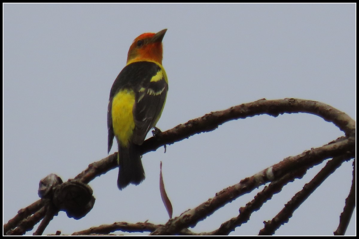 Western Tanager - ML619316783