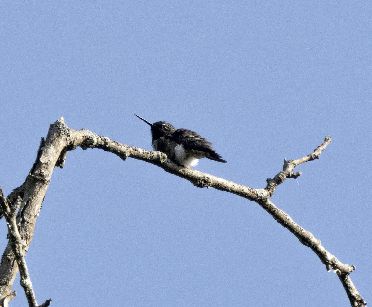 Ruby-throated Hummingbird - ML619316789