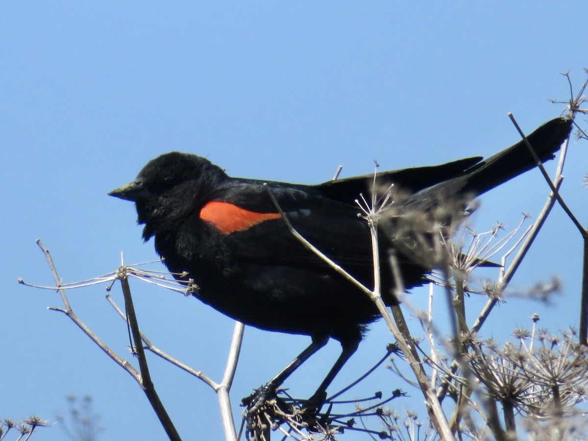 Red-winged Blackbird - ML619316832