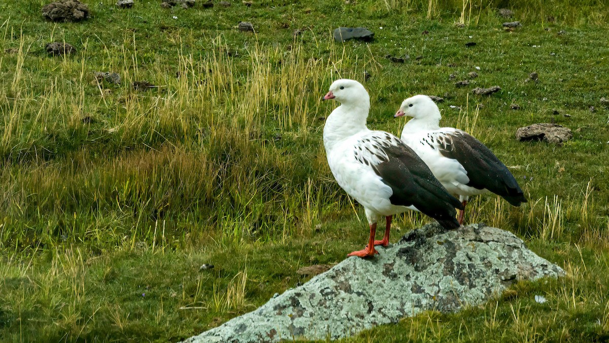 Andean Goose - ML619316870
