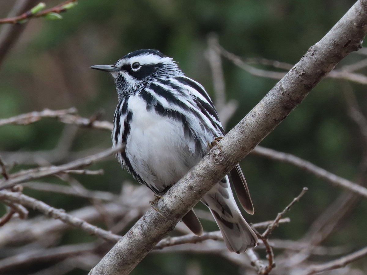 Black-and-white Warbler - ML619316893