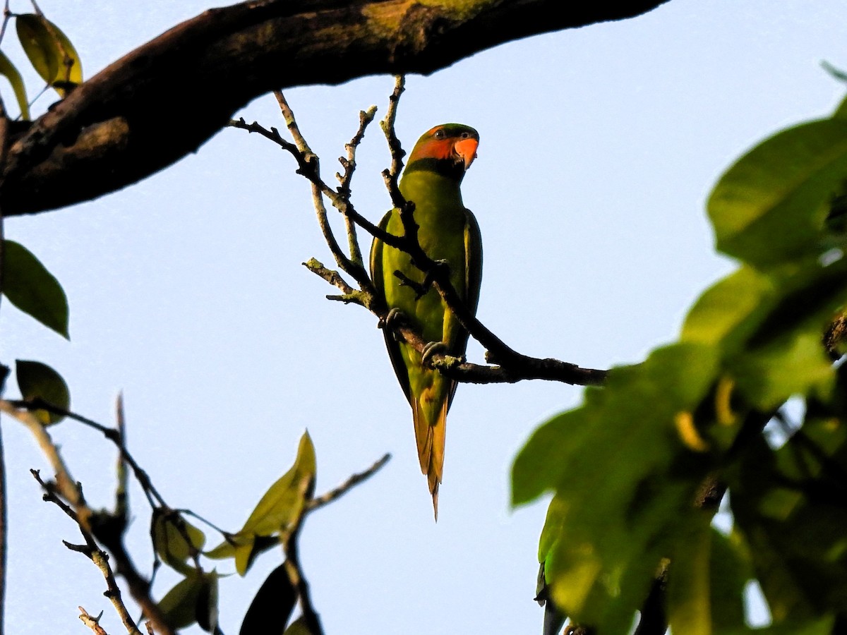 Uzun Kuyruklu Yeşil Papağan - ML619316903