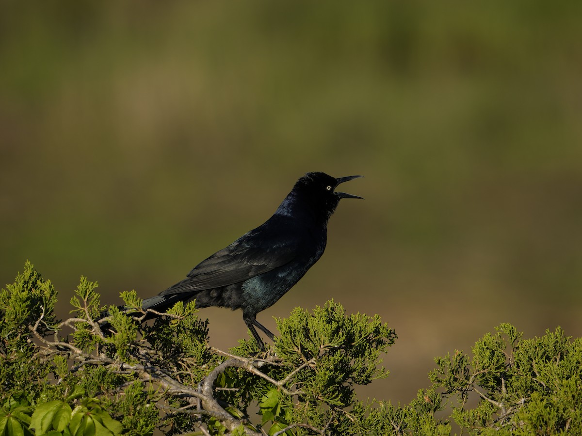Boat-tailed Grackle - ML619316911