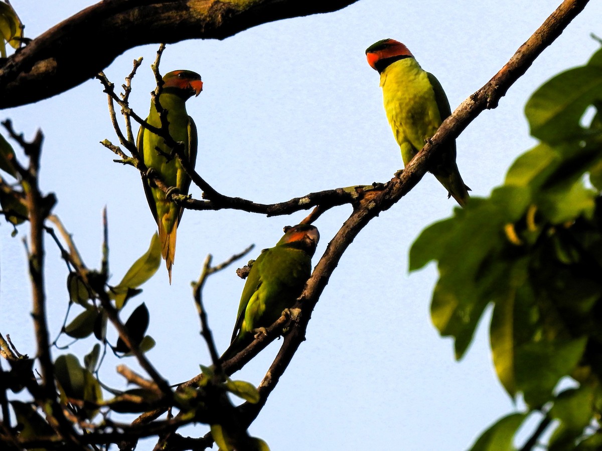 Uzun Kuyruklu Yeşil Papağan - ML619316919