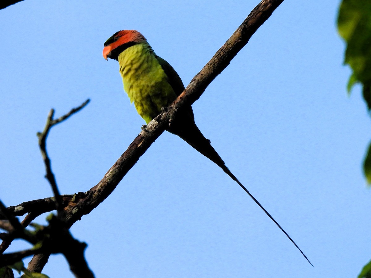 Uzun Kuyruklu Yeşil Papağan - ML619316930