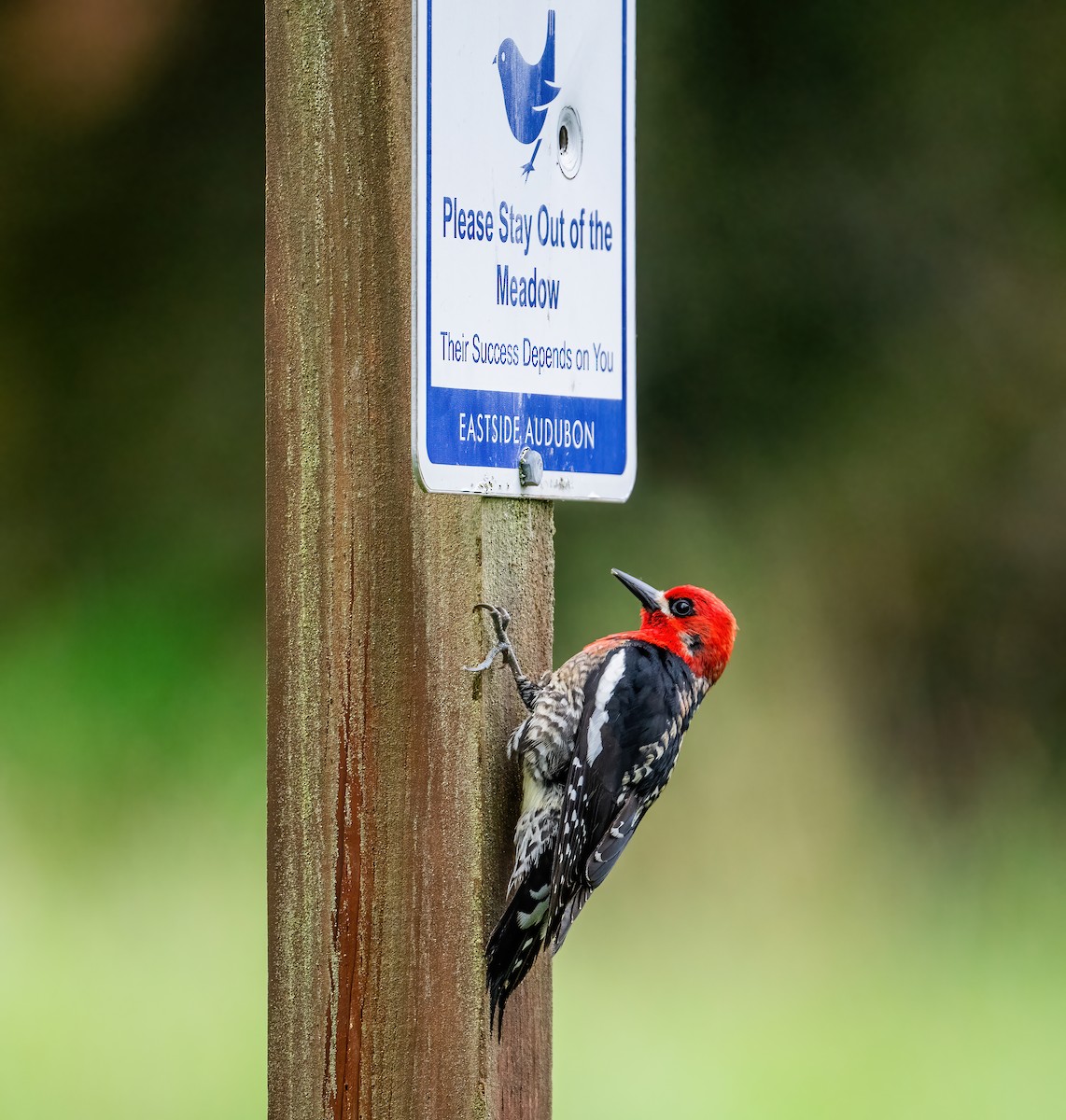 Red-breasted Sapsucker - ML619316959