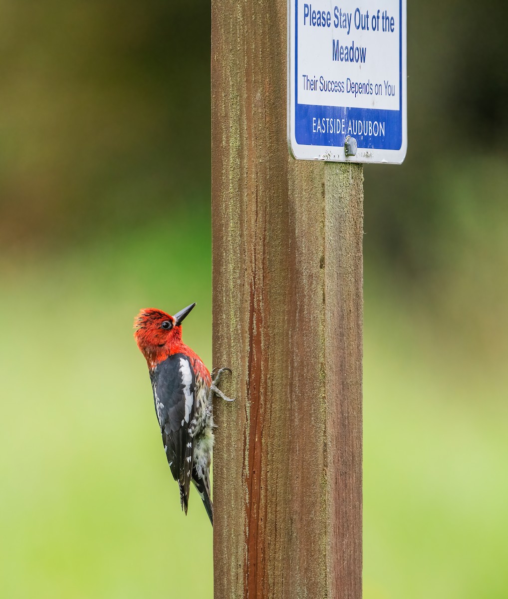 Red-breasted Sapsucker - ML619316966