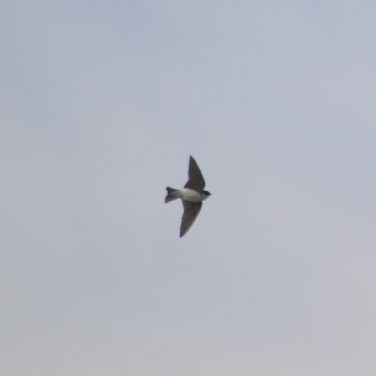 Chilean Swallow - ML619316973