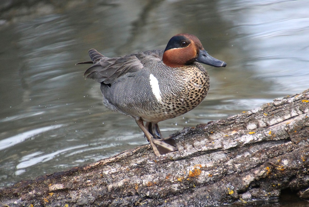 Green-winged Teal - ML619316996