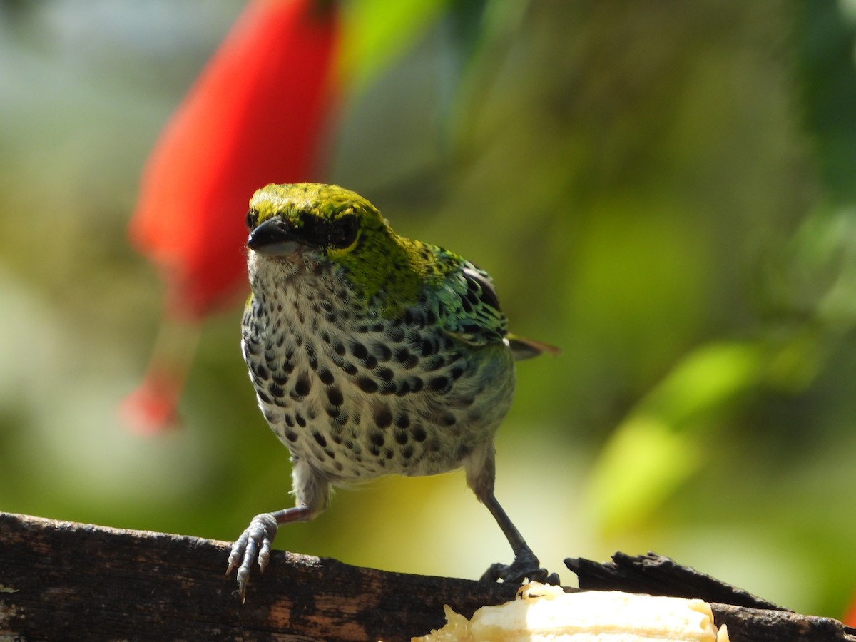 Speckled Tanager - ML619317067