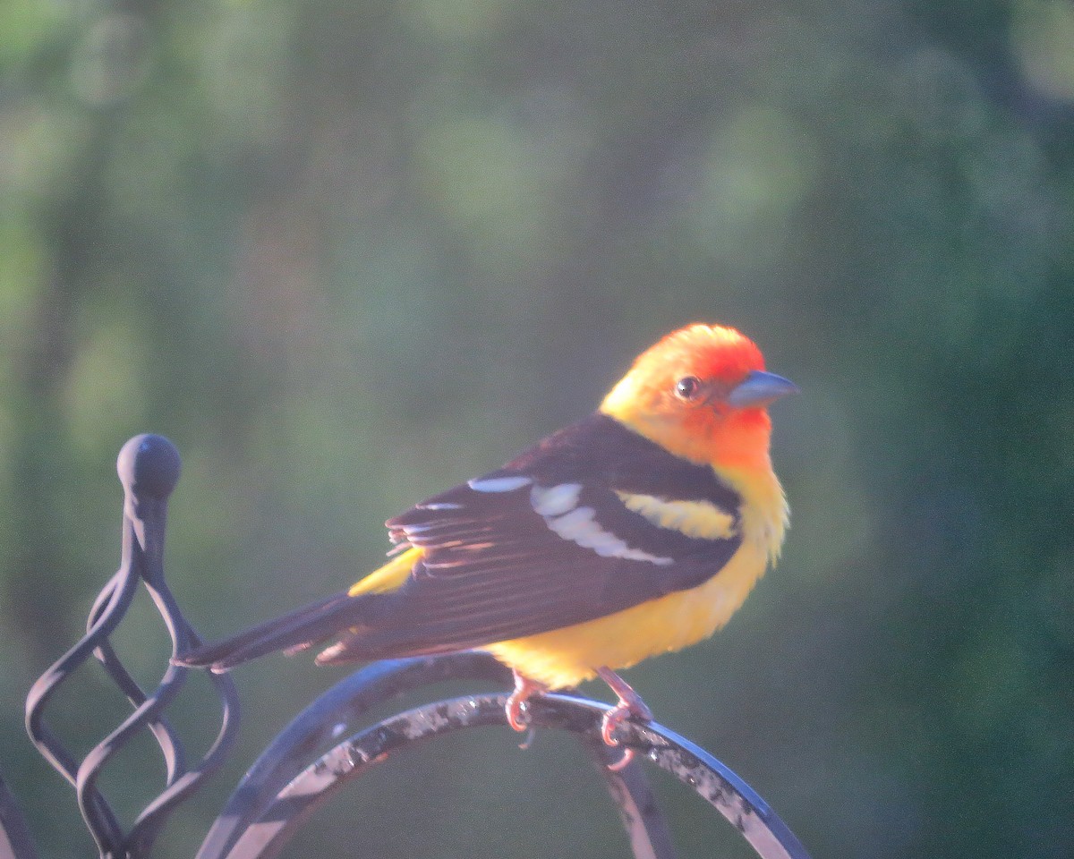 Western Tanager - ML619317116