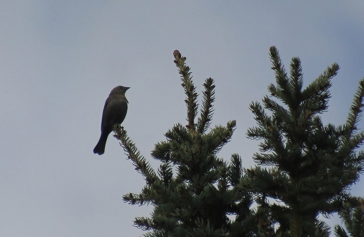 Townsend's Solitaire - ML619317135
