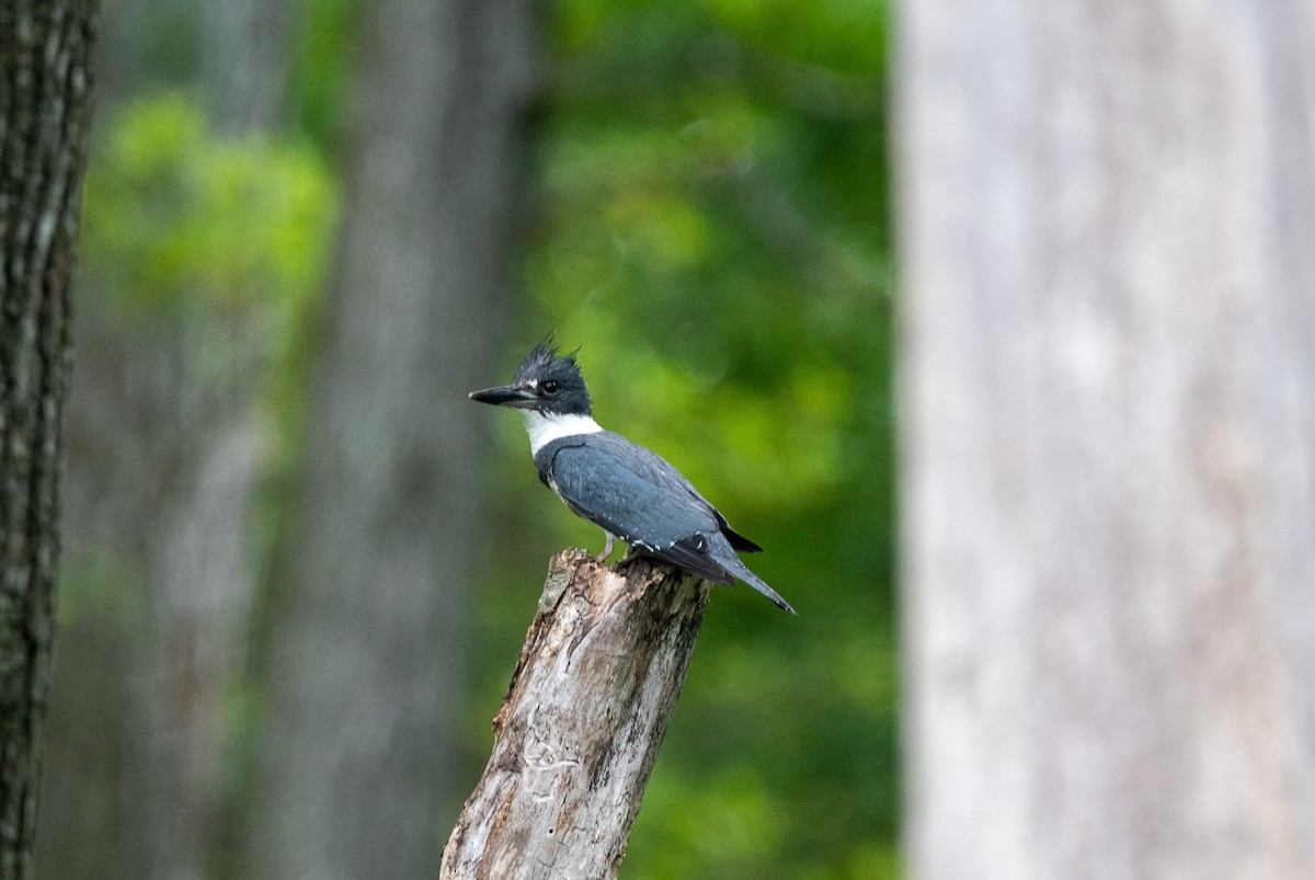 Belted Kingfisher - ML619317202