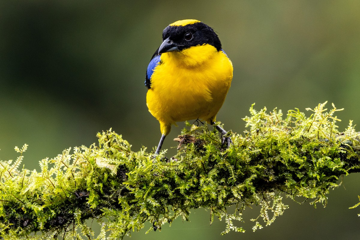 Blue-winged Mountain Tanager - ML619317253