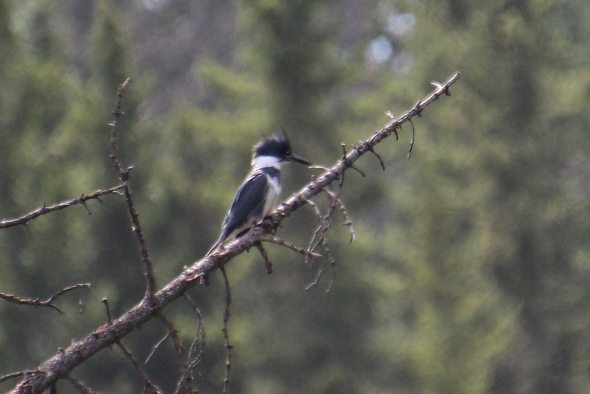 Belted Kingfisher - ML619317287