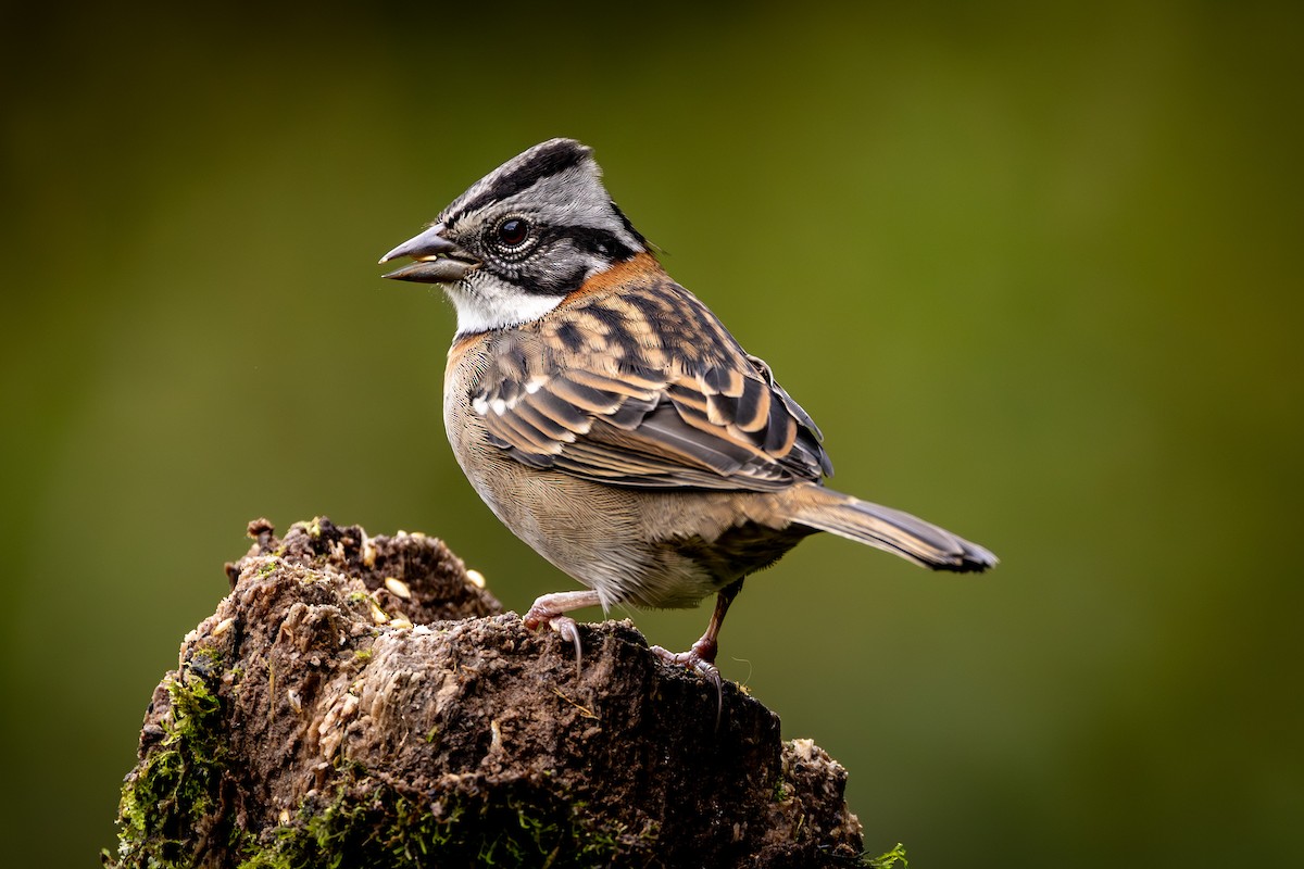 Rufous-collared Sparrow - ML619317294