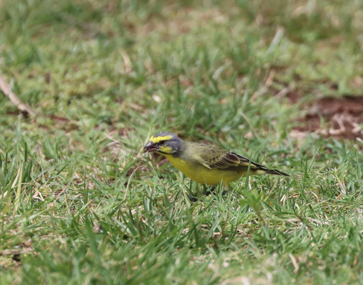 Yellow-fronted Canary - ML619317316