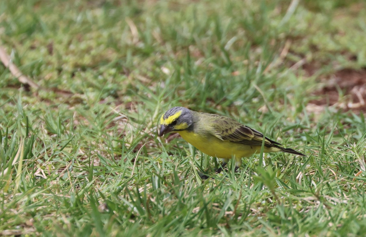 Yellow-fronted Canary - ML619317317