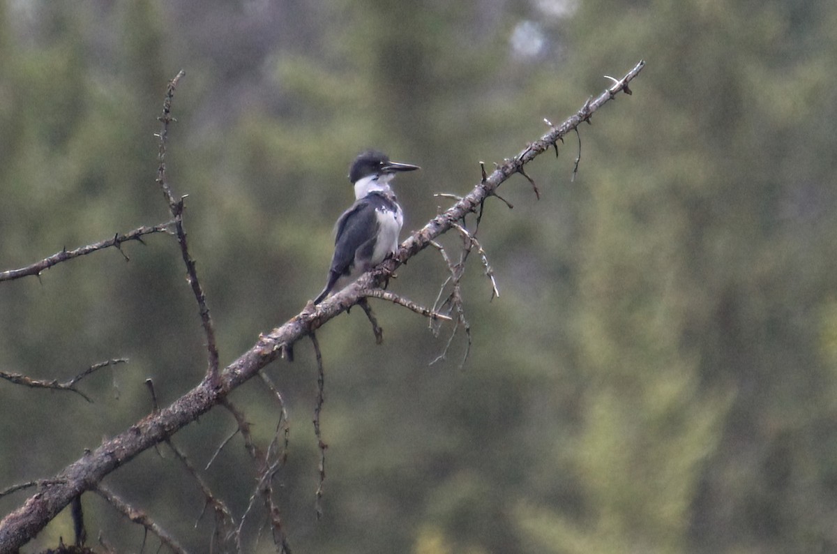 Belted Kingfisher - ML619317320