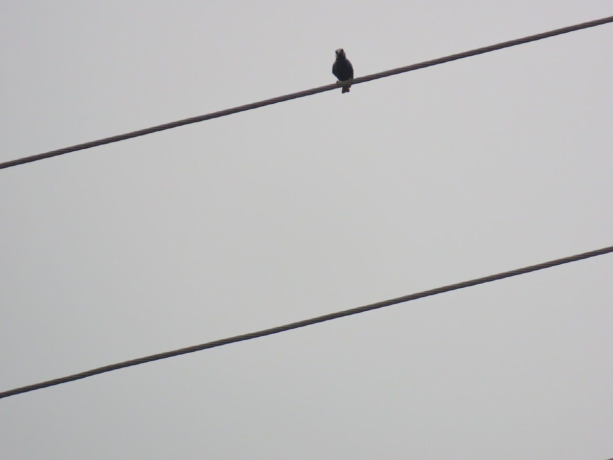 Ashy-crowned Sparrow-Lark - ML619317330